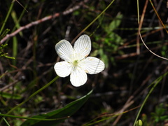 Parnassia glauca