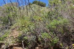 Sophora macrocarpa