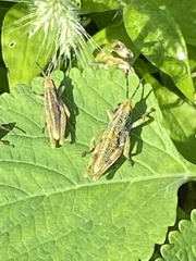 Sphenarium