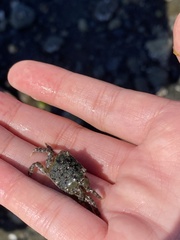 Hemigrapsus oregonensis
