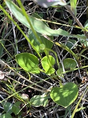 Parnassia glauca