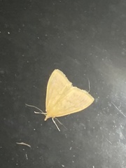 Pyraustini