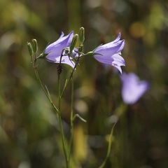 Campanula alaskana