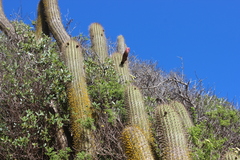Trichocereus chiloensis