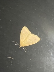 Pyraustini