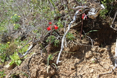 Phycella cyrtanthoides