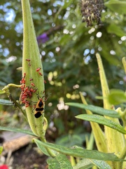 Oncopeltus fasciatus