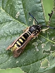 Pennisetia marginatum