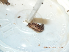 Philomycus carolinianus