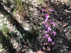 Stylidium graminifolium