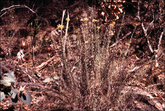 Chrysocephalum semipapposum