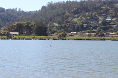 Cygnus melancoryphus