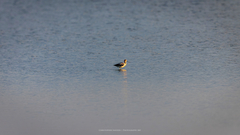 Recurvirostra americana