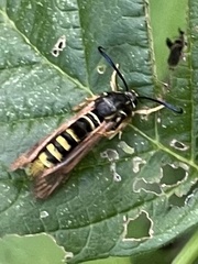 Pennisetia marginatum