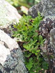 Polypodium virginianum