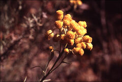 Chrysocephalum semipapposum