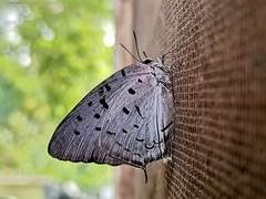 Pseudolycaena damo
