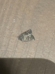 Lacinipolia renigera