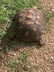 Gopherus berlandieri