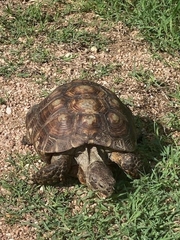 Gopherus berlandieri