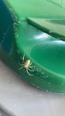 Cheiracanthium mildei