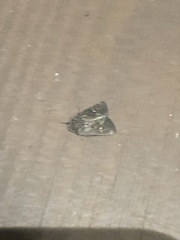 Lacinipolia renigera