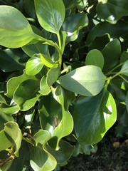 Griselinia littoralis