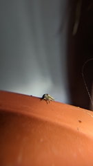 Pseudocneorhinus bifasciatus