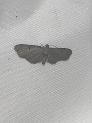 Eupithecia absinthiata