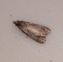 Amydria effrenatella