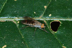 Therevinae