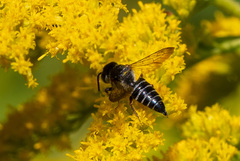 Coelioxys octodentatus