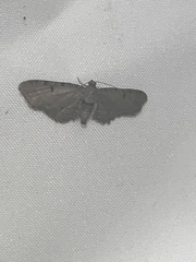 Eupithecia absinthiata