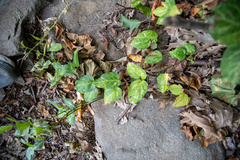 Vincetoxicum nigrum
