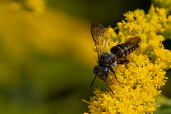 Coelioxys octodentatus