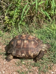 Gopherus berlandieri