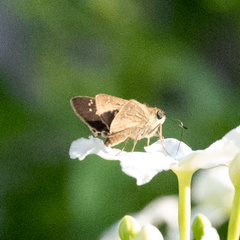 Borbo cinnara