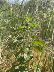 Mentha canadensis