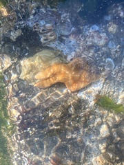 Evasterias troschelii