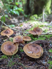 Ampulloclitocybe clavipes