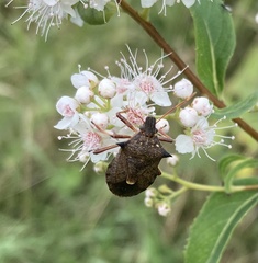 Picromerus bidens