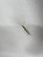 Trigonotylus caelestialium