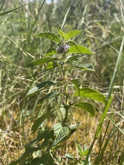 Mentha canadensis