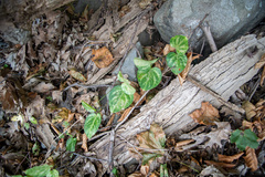 Vincetoxicum nigrum
