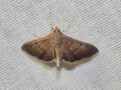 Herpetogramma phaeopteralis