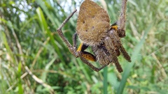Eriophora fuliginea