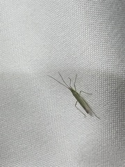 Trigonotylus caelestialium