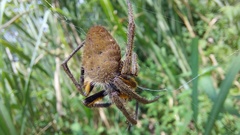 Eriophora fuliginea