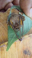 Eriophora fuliginea