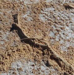 Ctenophorus maculosus